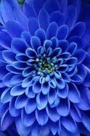 Dahlia Sky Blue Flower Seeds for Planting - NON GMO Seeds Dhara Seeds