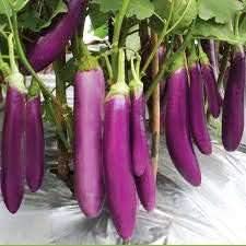 Eggplant Seeds for Planting, Light Violet