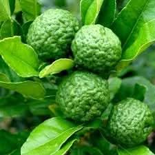 Lime Fruit Seeds for Planting – Heirloom & GMO Free Seeds for Beautiful Home Garden