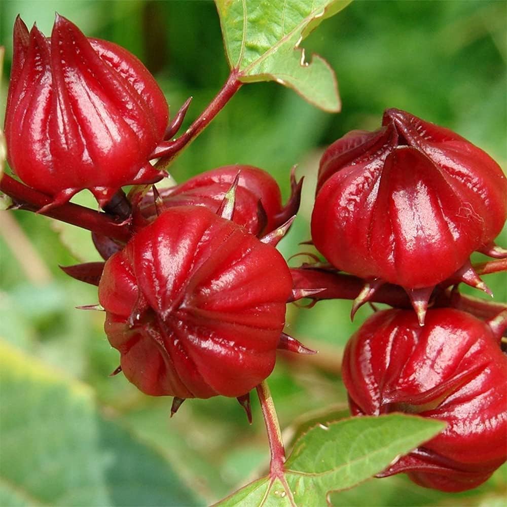Hibiscus Roselle Heirloom Non-GMO Seeds for Planting – Vibrant, Edible Flowers