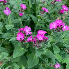 Silene Cluster Pink Flower Seeds (Silene dioica) for Cottage and Meadow Garden Planting