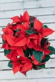 Poinsettia Plant Seeds for Garden Planting - NON GMO Seeds Dhara Seeds