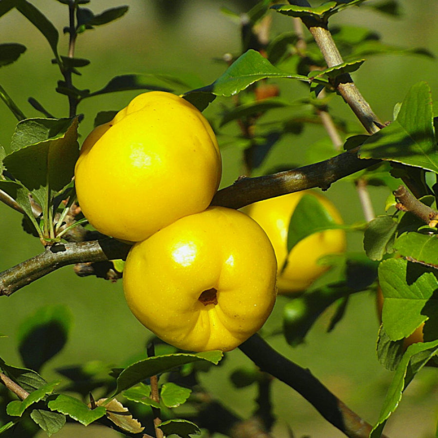 Chaenomeles Fruit Seeds - Grow Ornamental Fruits with a Tangy Flavor