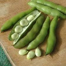 Butterpea Seeds – Heirloom Creamy Legume Crop – Dharaseeds