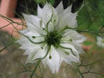 White Love-in-a-Mist Nigella damascena for planting in cottage garden