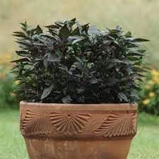 Pepper Plant Seeds for Planting