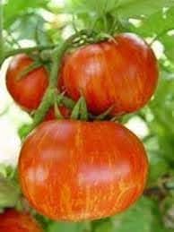 Striped Tomato Seeds for Planting