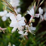 Lindheimeri (Lindheimeri scientific name) for planting in garden