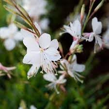 Lindheimeri (Lindheimeri scientific name) for planting in garden