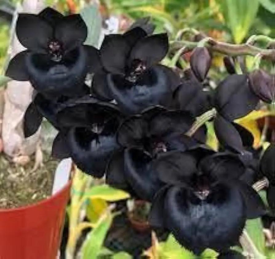 Black Dendrobium Flower Seeds for Planting - NON GMO Seeds for planting in home garden