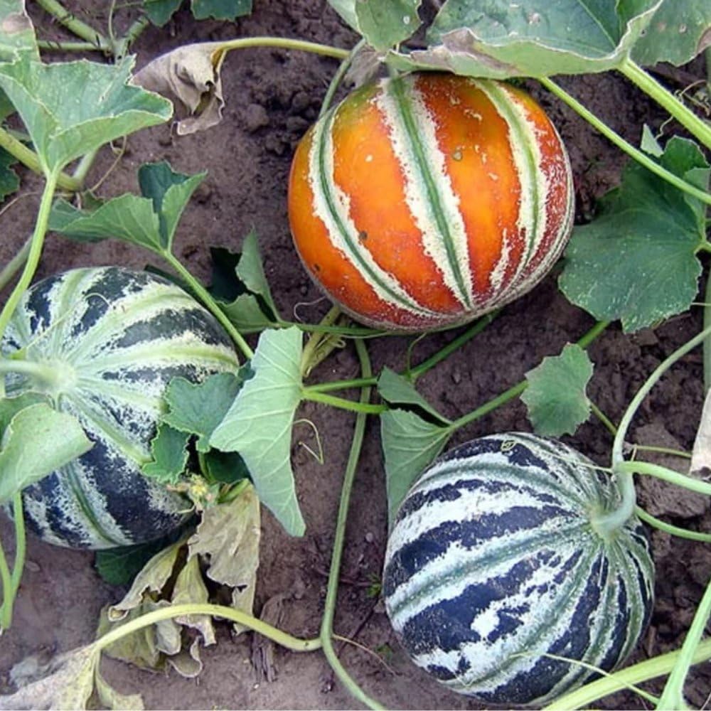 Kajari Melon Fruit Seeds for Growing Sweet and Juicy Melons
