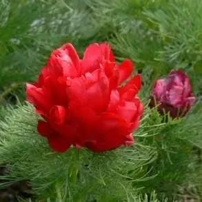 ornamental-fernleaf-peony-double-flower-seeds

