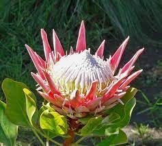 Organic Protea Flower Seeds for Planting – Heirloom, Non-GMO for planting in your garden.