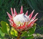 Organic Protea Flower Seeds for Planting – Heirloom, Non-GMO for planting in your garden.