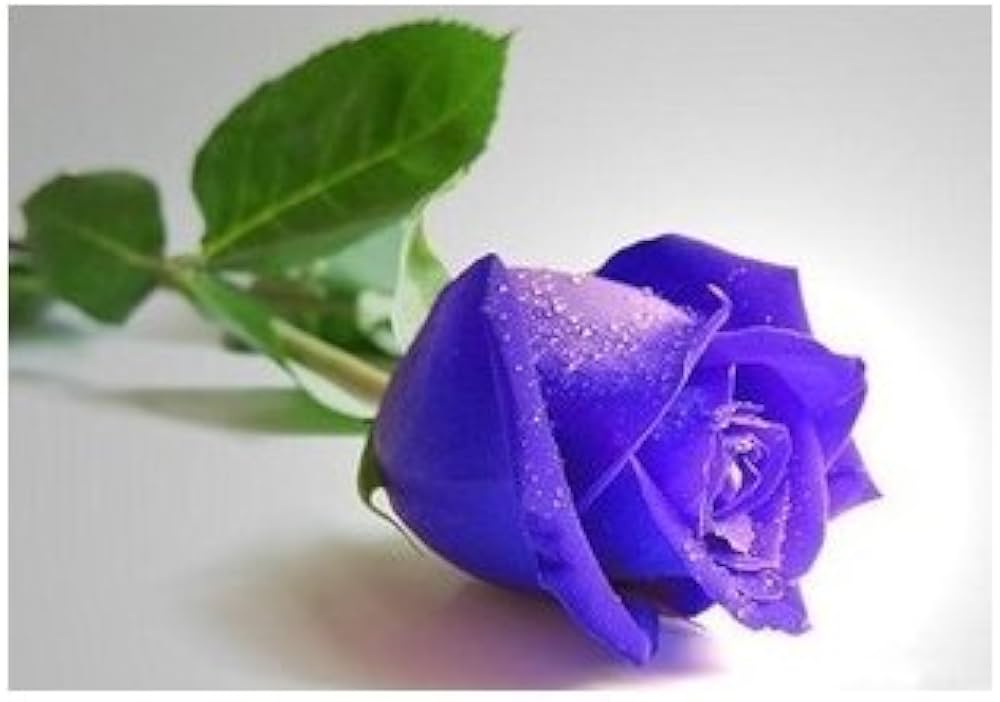 Blue Rose Flower Seeds ---pcs Buy Any Get Free