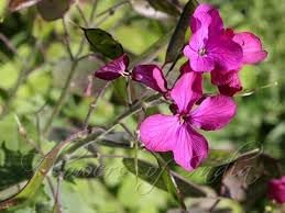 Lunaria Annua Flower Seeds for Planting, 100