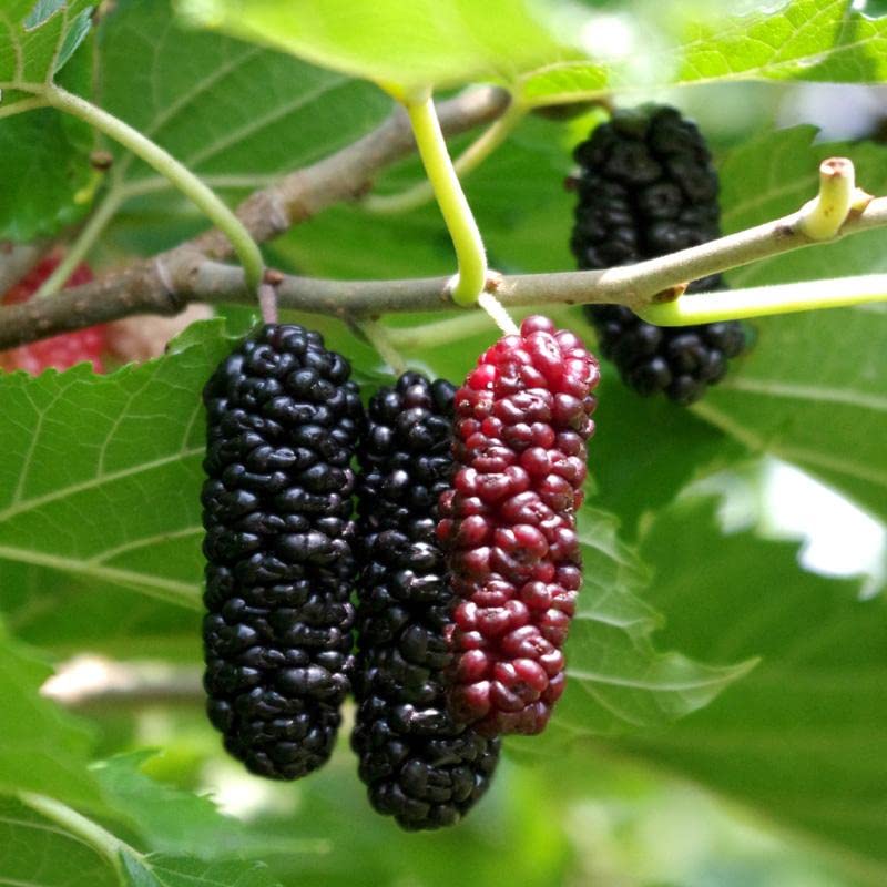 Futuba Long Mulberry Fruit Seeds for Planting - Prolific, Sweet Berry Trees, Heirloom Seeds