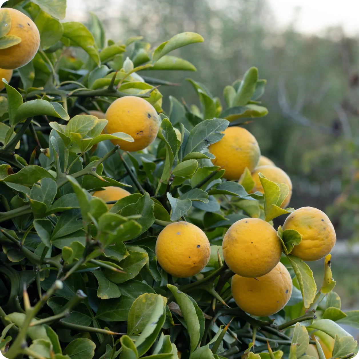 Hardy Bitter Orange Fruit Seeds for Planting - Grow Your Own Tangy and Resilient Fruit Tree