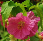 Pink Abutilon Striatum Flower Seeds - 100 pcs for planting in your garden.