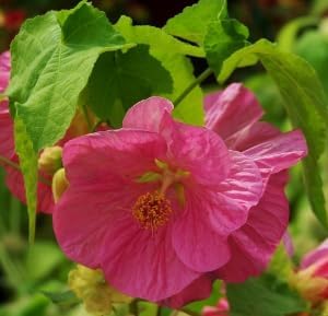 Pink Abutilon Striatum Flower Seeds - 100 pcs for planting in your garden.