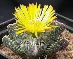 Echter Tigerrachen Flower Seeds for Planting - NON GMO Seeds for planting in home garden