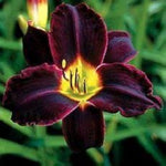 Daylily red and purple mix flower seeds