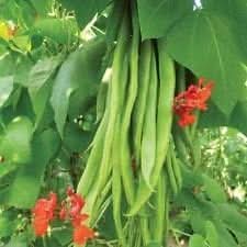 Green Runner Bean Phaseolus coccineus seeds for garden planting