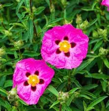 CISTUS Flower Seeds for Planting - 100 pcs