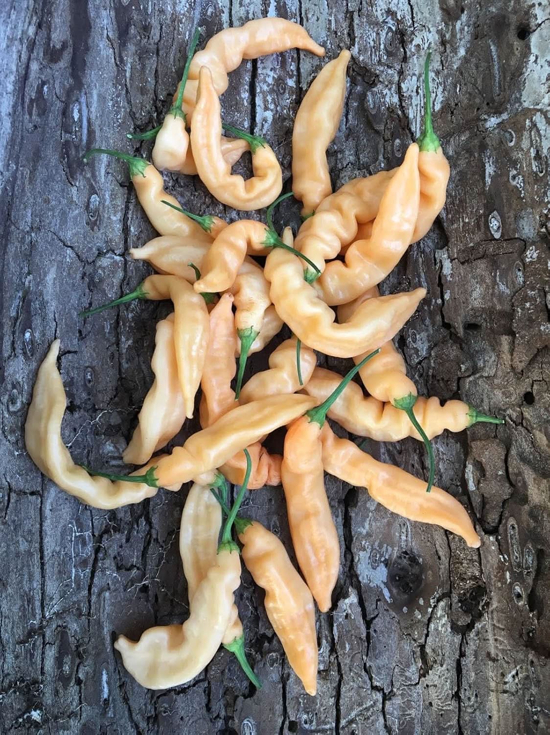 Mixed Chiles Capsicum spp. seeds for garden planting