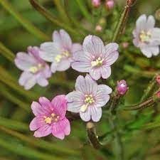Epilobium Flower Seeds for Planting – Organic, Heirloom, Non-GMO Wildflower Seeds for planting in your garden.