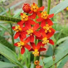 Asclepias Curassavica Flower Seeds for Planting - 100