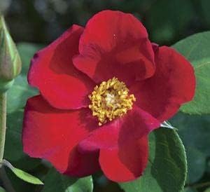 Climbing (Climbing scientific name) for planting in garden