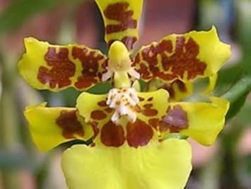 Heirloom Non-GMO Butterfly Orchid Flower Seeds | Yellow-Brown Exotic Blooms for Home Gardens