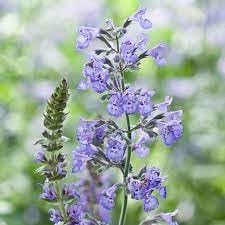 Nepeta Racemosa Flower Seeds for Planting - 100 seeds for planting in home garden