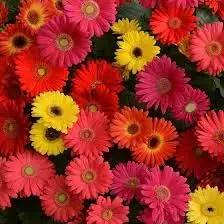Gerbera Flower Seeds for Garden - NON GMO Seeds Dhara Seeds