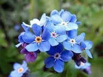 Myosotis Sylvatica Flower Planting Seeds for Garden NON GMO Seeds Dhara Seeds