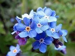 Myosotis Sylvatica Flower Planting Seeds for Garden NON GMO Seeds Dhara Seeds