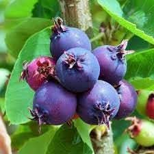 Saskatoon berry Amelanchier alnifolia seeds for hardy garden
