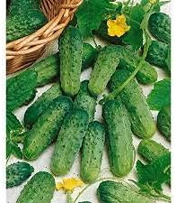 Pickling Cucumber Heirloom Non Gmo Image