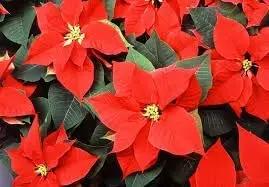 Euphorbia Pulcherrima Flower Seeds for Planting - NON GMO Seeds Dhara Seeds