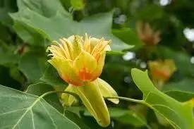 Liriodendron Flower Seeds for Planting – NON GMO Seeds Dhara Seeds