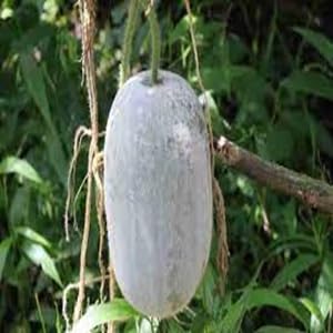 Green Ashgourd - Heirloom, Non - Gmo Seeds