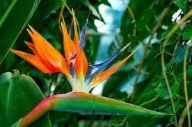 Orange Violet Strelitzia Flower Seeds for Planting - NON GMO Seeds Dhara Seeds