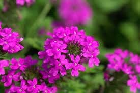 Pink Verbena Flower Seeds for Planting – Heirloom, Non-GMO, Organic