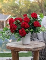 Pelargonium Flower Seeds in Dark Red - 100 pcs