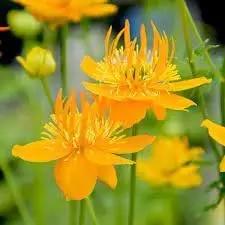 Trollius Flower Seeds for Planting - NON GMO Seeds Dhara Seeds
