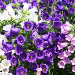 Sturdy stems supporting bright flowers with leafy foliage.

