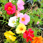 colorful moss rose groundcover with dense flower clusters

