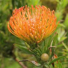 Leucospermum Flower Seeds for Planting 100 seeds for planting in home garden