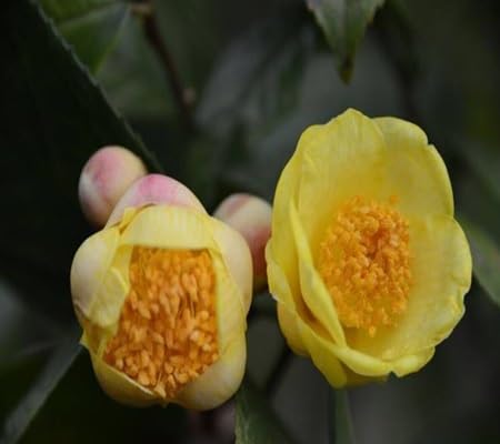 Camellia Flower - Heirloom, Non - Gmo Seeds